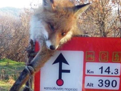 Κρέμασαν αλεπού στη Δοϊράνη