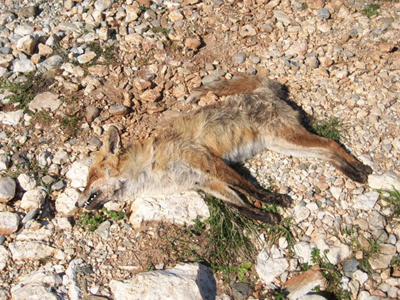 Ψάχνουν εθελοντές – συμπαραστάτες φιλόζωους για τα ζώα του Αλιβερίου