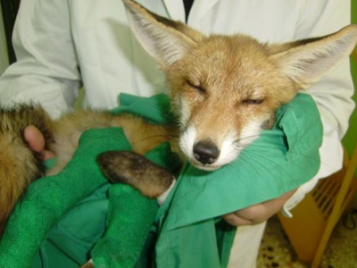 Αλεπουδίτσα χτυπήθηκε σε τροχαίο