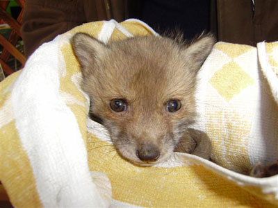 Βρήκαν αλεπουδάκι στο Πικέρμι