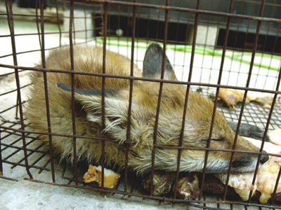 Συνεχίζεται η αντιπαράθεση για την απελευθέρωση των μινκ