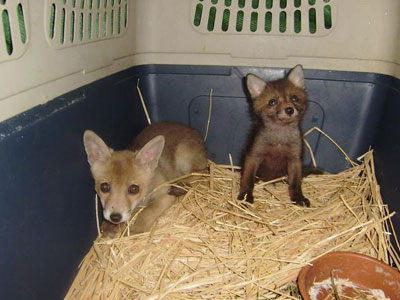 Νεοφερμένα νεογνά στην ΑΝΙΜΑ