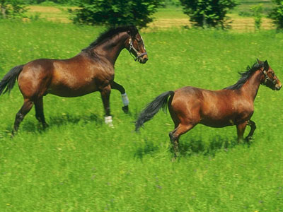 Έτρεχαν άλογα στον δρόμο