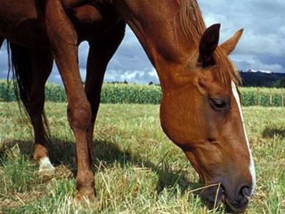 Βοηθήστε τον Σύνδεσμο Θεραπευτικής Ιππασίας Ελλάδας