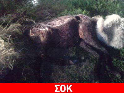 Κακοποίησε μέχρι θανάτου το άλογό του