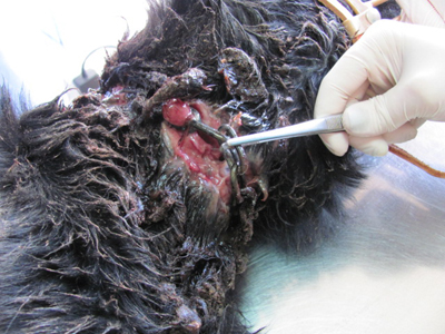 Η αλυσίδα έγινε ένα με το δέρμα του