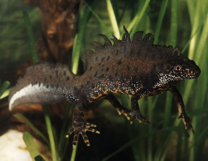 Τα αμφίβια τους χάλασαν τα σχέδια