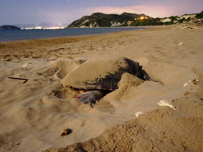 Ξεκίνησε η περίοδος ωοτοκίας των θαλασσίων χελωνών