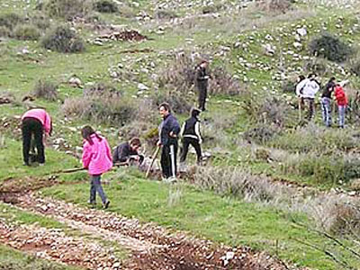 Αναδάσωσαν τα καμένα