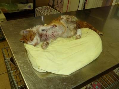 Βοηθήστε τον ανάπηρο γατούλη απ’ την Άνω Πόλη