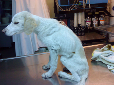 Βρέθηκε αποστεωμένο στην Ελευσίνα