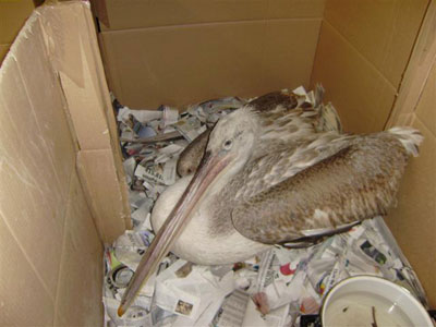 Κρατούσαν τον πελεκάνο δεμένο από το πόδι ως μασκότ