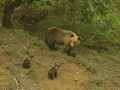 Ερευνάται η υπόθεση λαθροθηρίας αρκούδας
