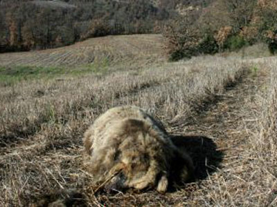 Άλλη μια αρκούδα νεκρή από πυροβολισμούς