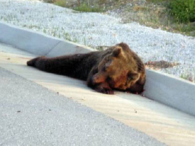 Προσοχή! Πέρασμα αρκούδας