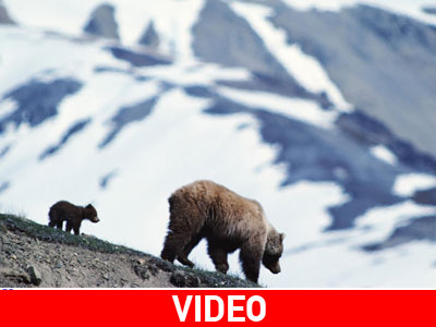 Ακόμα δεν έπεσαν σε χειμερία νάρκη