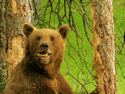 Απειλείται η καφέ αρκούδα