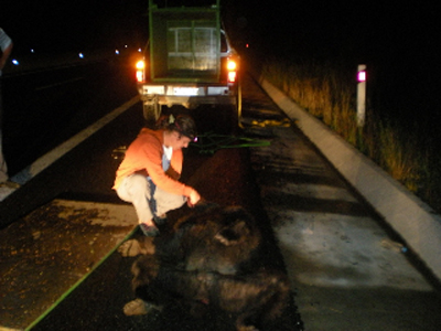 Άλλη μια αρκούδα νεκρή