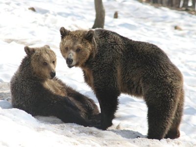 Οι αρκούδες σάς καλούν στο Νυμφαίο