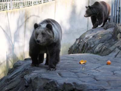 Εκατομμύρια άγρια ζώα παραμένουν αιχμάλωτα
