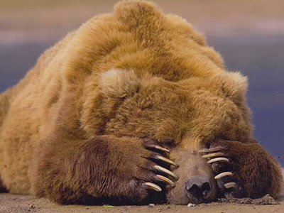 Αρκούδα εγκλωβίστηκε στην Εγνατία Οδό