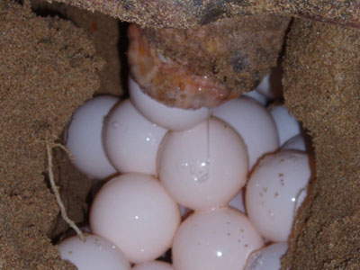 Μια καρέτα γέννησε στις Φάνες