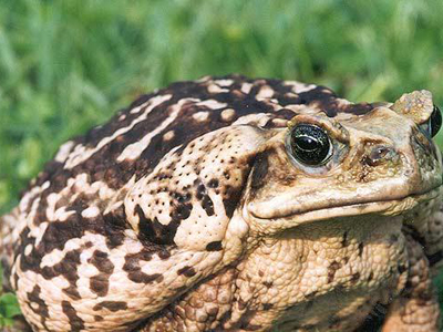 Ο εισβολέας που ωφελήθηκε από τις πλημμύρες