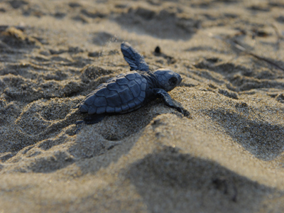 Τα πρώτα χελωνάκια της Ζακύνθου