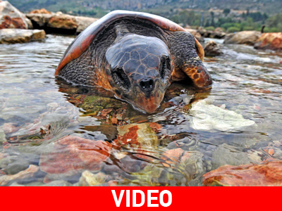 Έσωσαν μια καρέτα