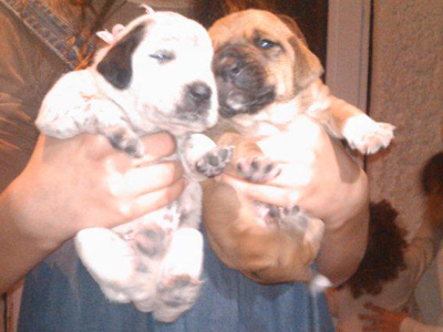 Δαλματάκια – φραντζολάκια ψάχνουν σπίτι