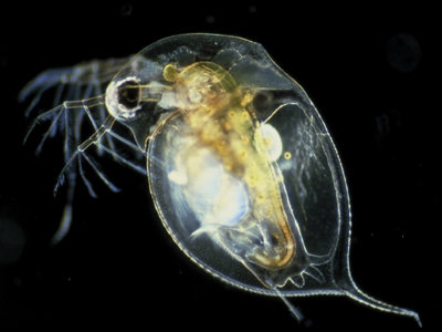 Ο ψύλλος του νερού έχει τα περισσότερα γονίδια