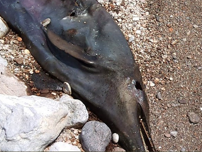 Δελφίνι νεκρό από πυροβολισμό ξεβράστηκε στην Αντίπαρο