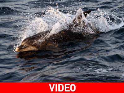 Στο BBC για τα δελφίνια του Αττικού Ζωολογικού Πάρκου