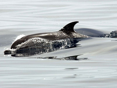 Δελφίνια κατάσκοποι