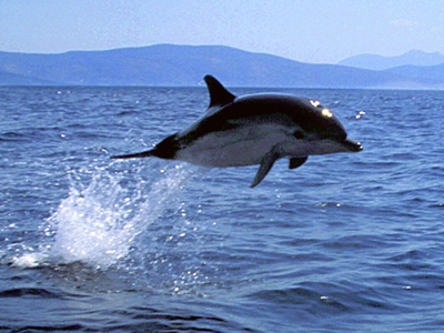 Δελφίνια στα FM‏
