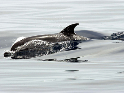 Συνελήφθη ψαράς που πυροβολούσε δελφίνια