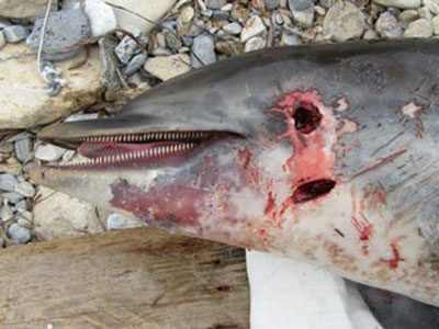 Μαχαίρωσε δελφίνι