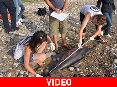 Δολοφονία δελφινιών ανοικτά της Σάμου