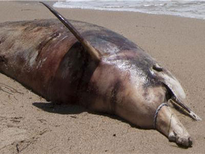 Ακόμη ένα δελφίνι νεκρό