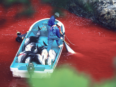 Μια ταινία για τα δελφίνια και τη σφαγή που υφίστανται