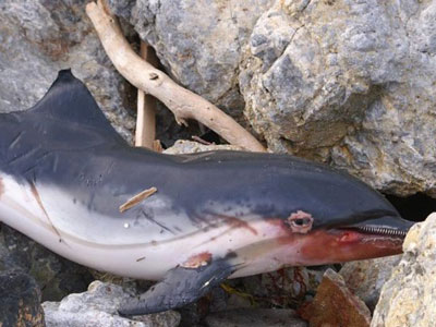 Nεκρό δελφίνι στην Κάλυμνο