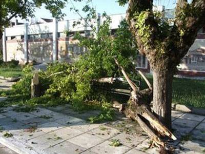 Το δένδρο έπεσε πάνω στο αυτοκίνητό της