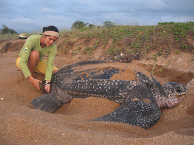 Οι δερματοχελώνες ταξιδεύουν πάνω από 16.000 χλμ. τον χρόνο!