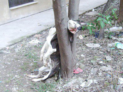 Φριχτό έγκλημα σε βάρος σκύλου στην Πάτρα