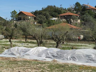 Φρίκη και μόλυνση στο Ευπάλιο από ψόφια κοτόπουλα και σφάγια