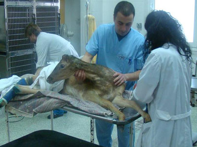 Πέθανε τελικά το τραυματισμένο ελάφι Πέθανε τελικά το τραυματισμένο ελάφι