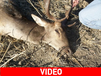 Κυνηγούσαν κατσίκια, έπνιξαν ελάφι
