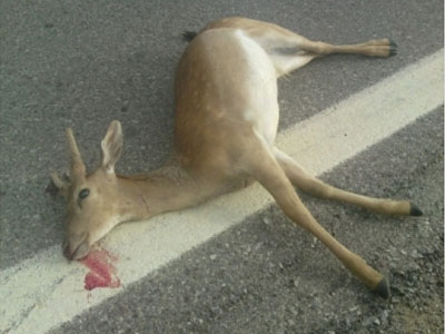 Άλλο ένα νεκρό ελάφι στη Ρόδο