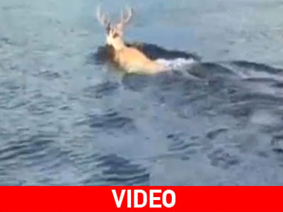 Ελάφι κολυμβητής στη Ρόδο