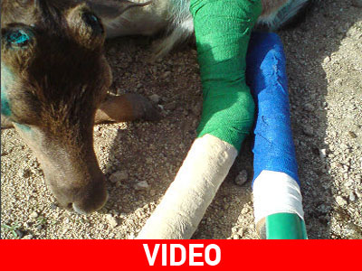 Δεν εγχειρίστηκε ακόμη το ντάμα – ντάμα